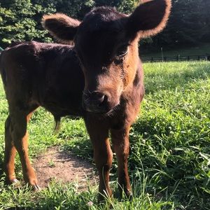 Meet your Posher, Nikki